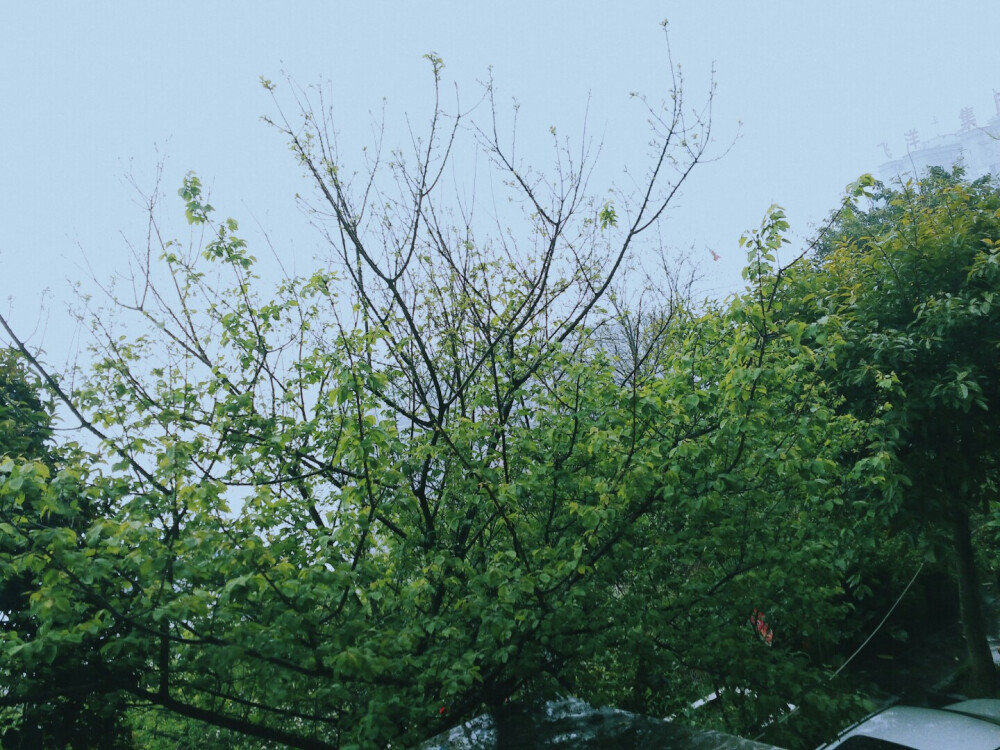 清明时节雨纷纷