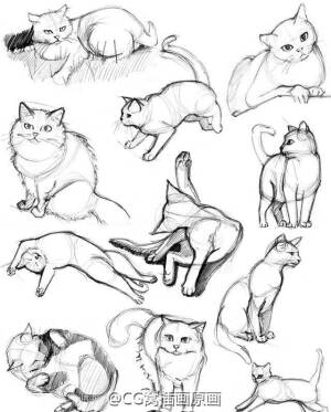 猫咪手绘教材啊