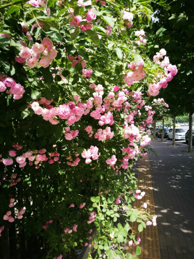 围栏上的花