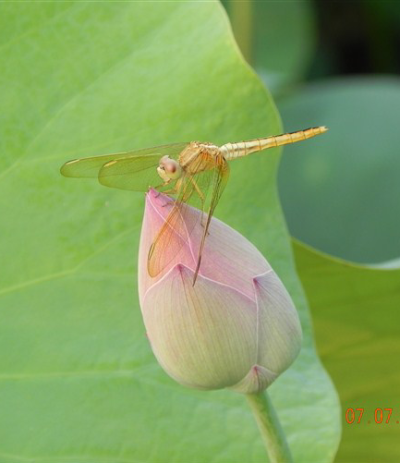 眼中的花颜