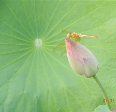 眼中的花颜