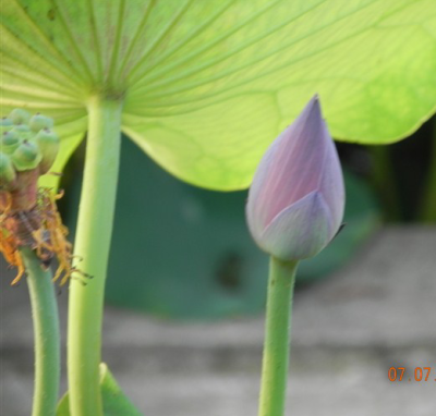 眼中的花颜