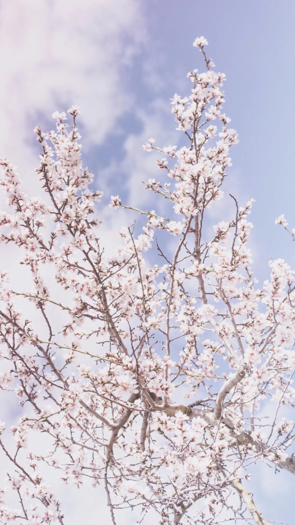 ✨壁纸✨
樱花满枝桠