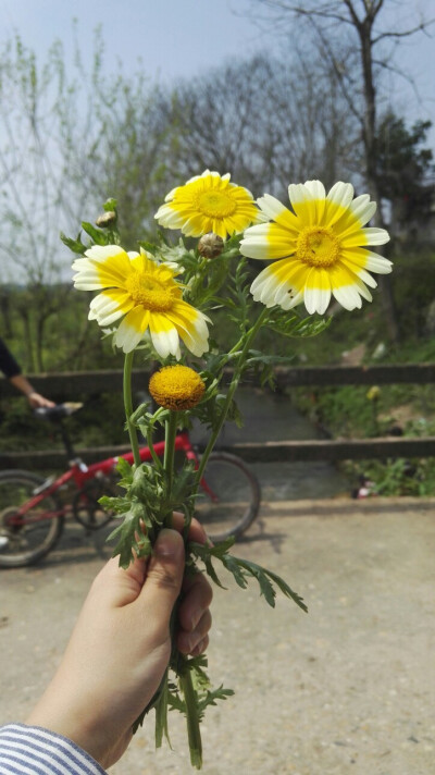 原来茼蒿开的花也这么好看