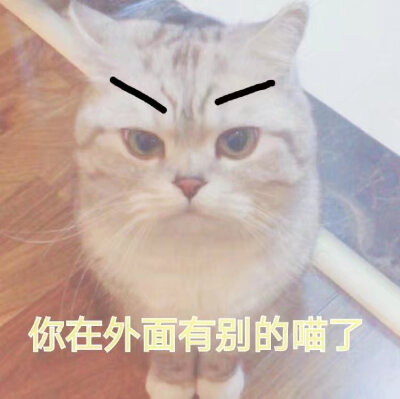 猫咪表情包