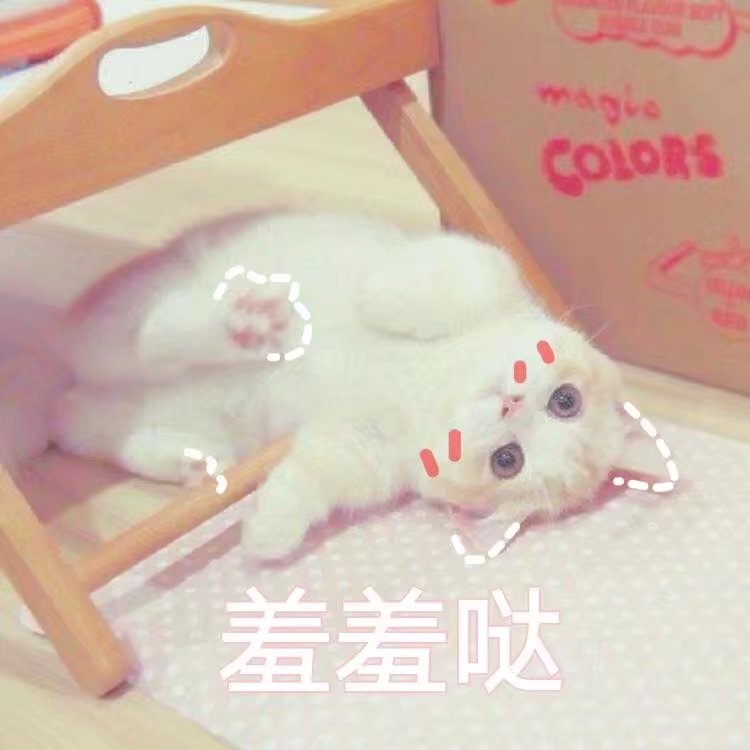 猫咪表情包