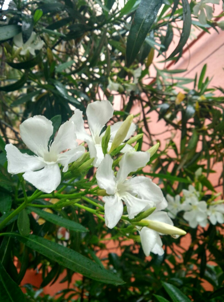 带雨的花朵