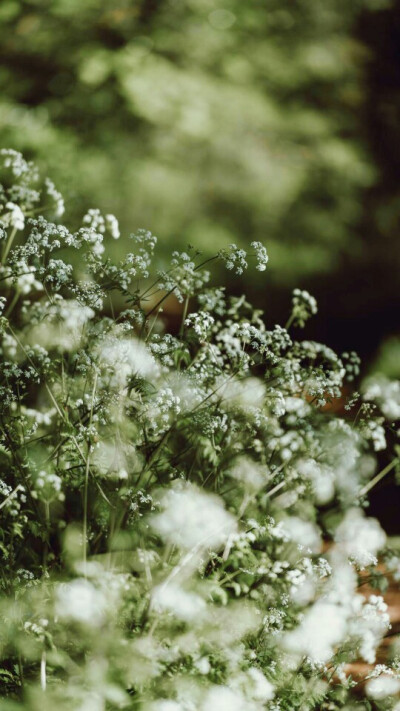 .壁纸 锁屏 by 扛起羡羡就跑
“植物是不能言语的疯子”