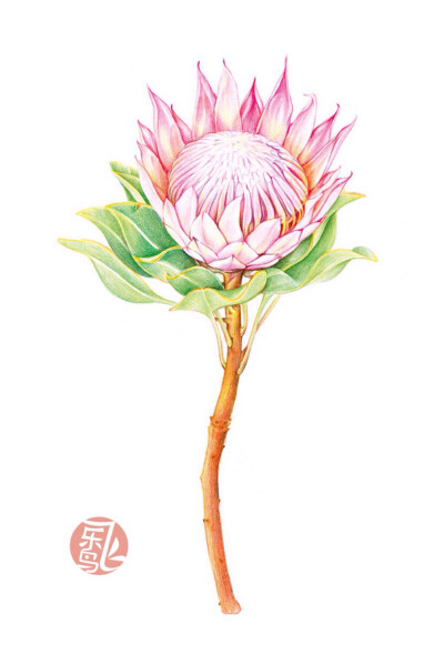 飞乐鸟 彩铅 手绘 花卉 插画