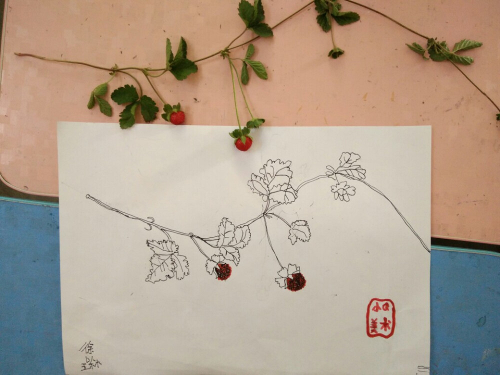 线描植物