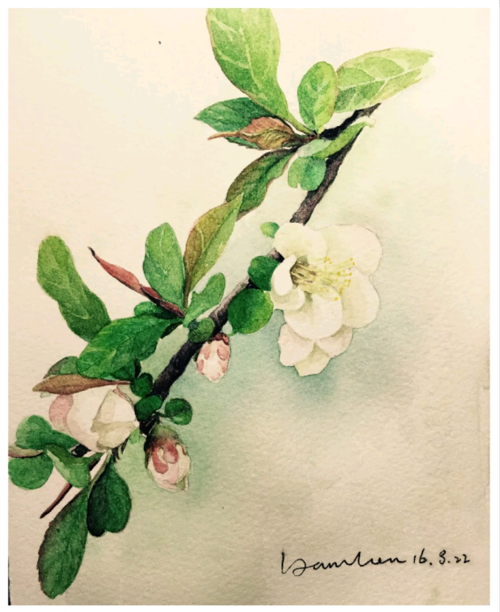 水彩手绘花卉插画