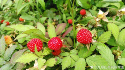 空心泡，拉丁学名：Rubus rosaefolius Smith.蔷薇科，悬钩子属。别称：蔷薇莓，三月泡，划船泡，龙船泡，倒触伞，七时饭消扭。果实卵球形或长圆状卵圆形，长1-1.5厘米，红色，有光泽，无毛；核有深窝孔。花期3-5月，…