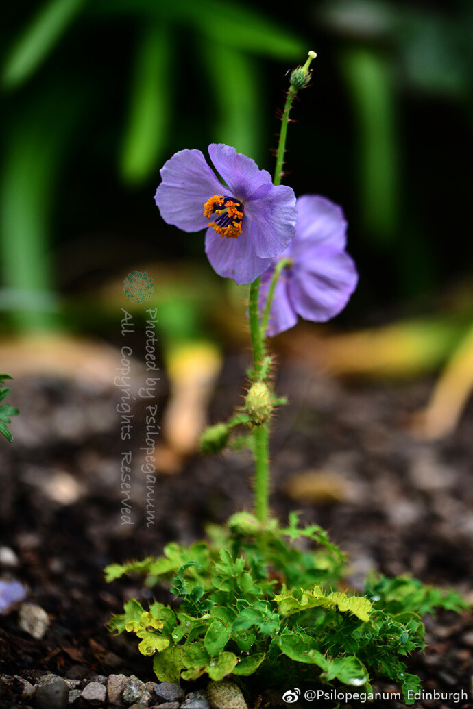 皮刺绿绒蒿 Meconopsis aculeata 到目前为止见到的最神的一种，虽然在英国的栽培历史很久远，但这个种在中国的分布一直就是一个传说