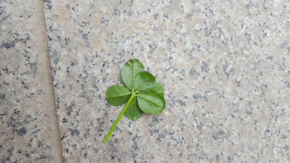 六叶草 - 堆糖,美图壁纸兴趣社区