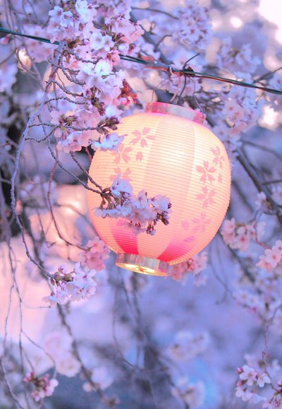 日本 樱花 风景