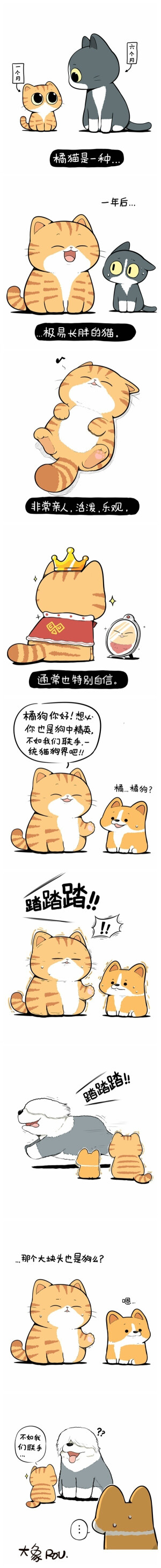 橘猫