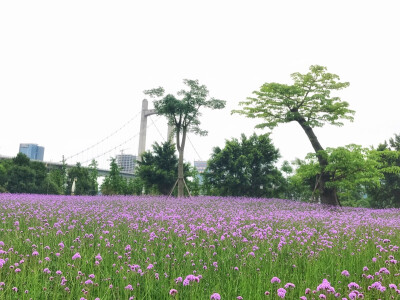 马鞭草花海