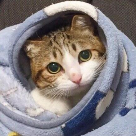 超喜欢的裹被子