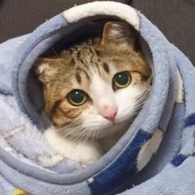 超喜欢的裹被子