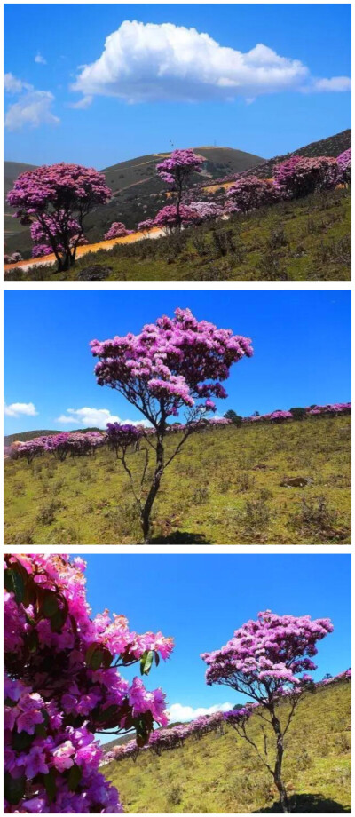 は蛋｜凉山 杜鹃花