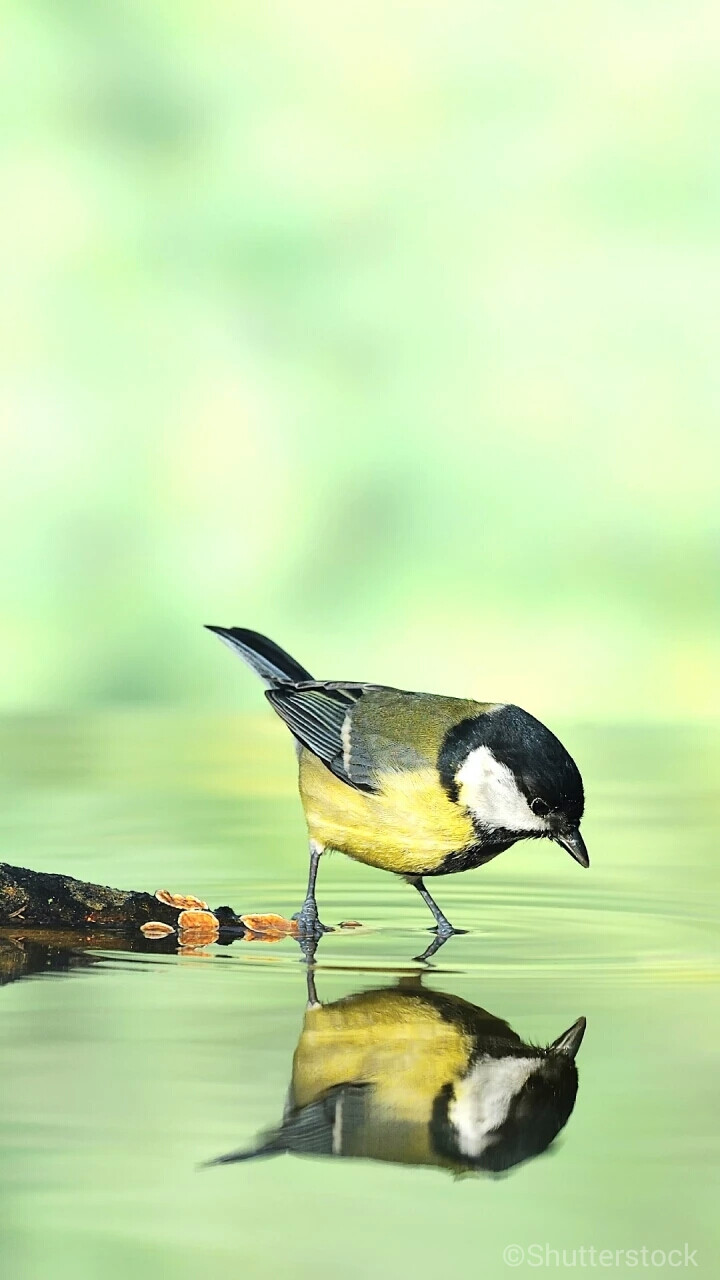 大山雀,英文名parus major,民间又叫"白脸山雀"