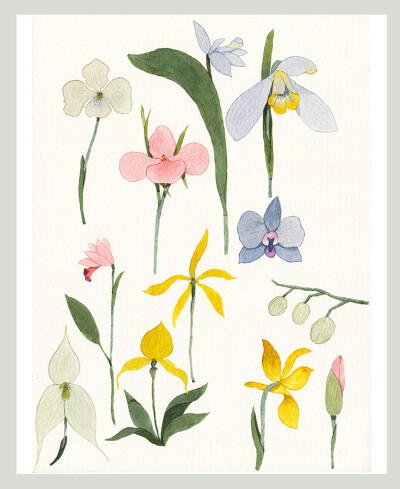 Flower : Illustrations for HuiYi