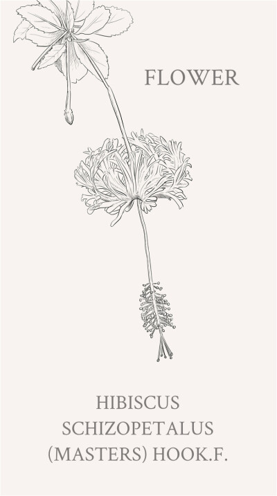 吊灯扶桑：常绿直立灌木，高达3米；小枝细瘦，常下垂，平滑无毛。花语：新鲜的恋情,微妙的美。 