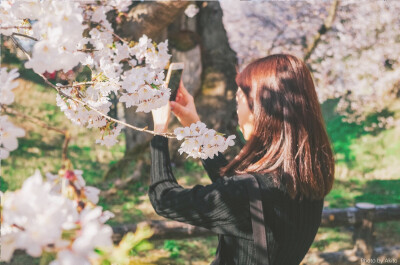 日本，樱花，旅行