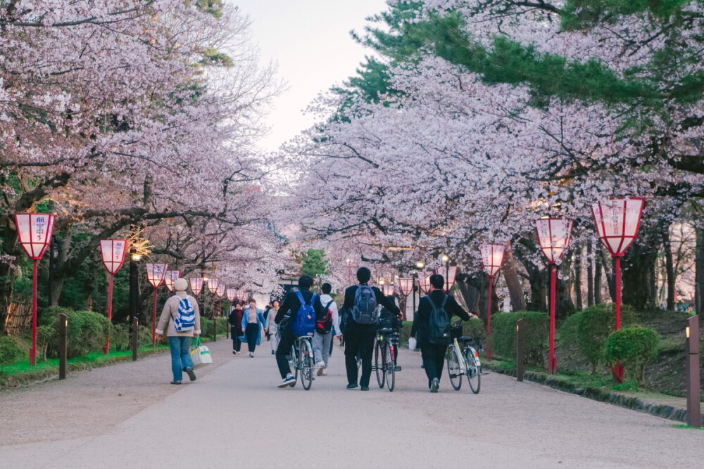 日本，樱花，旅行