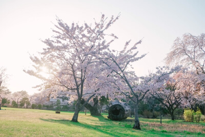 日本，樱花，旅行