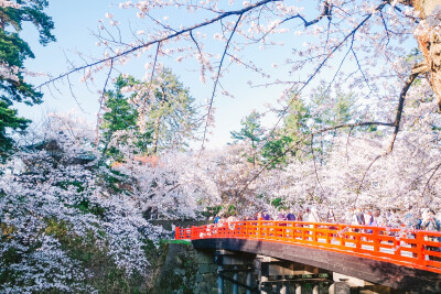 日本，樱花，旅行