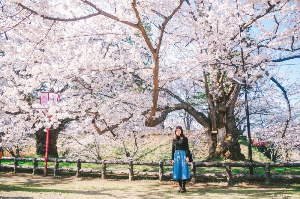 日本，樱花，旅行