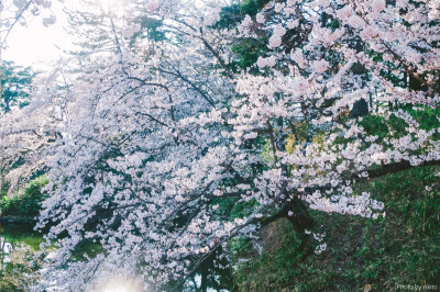 日本，樱花，旅行