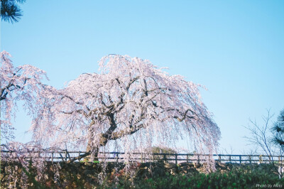 日本，樱花，旅行