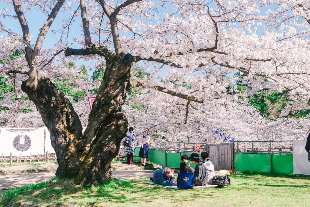 樱花，日本，旅行