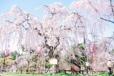 樱花，日本，旅行