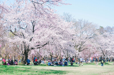 樱花，日本，旅行