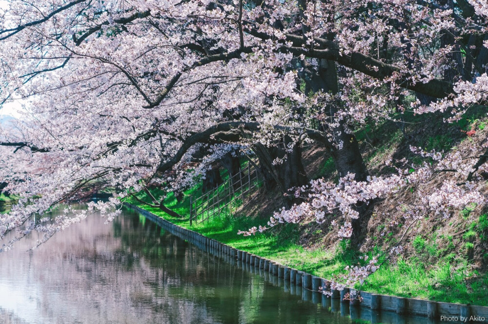 樱花，日本，旅行