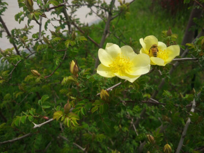 黄花小蜜蜂