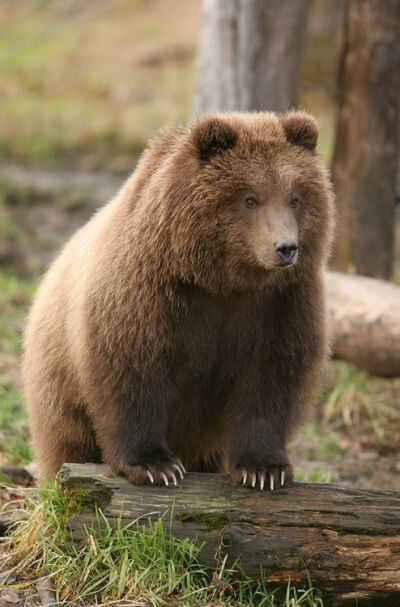 BEAR: