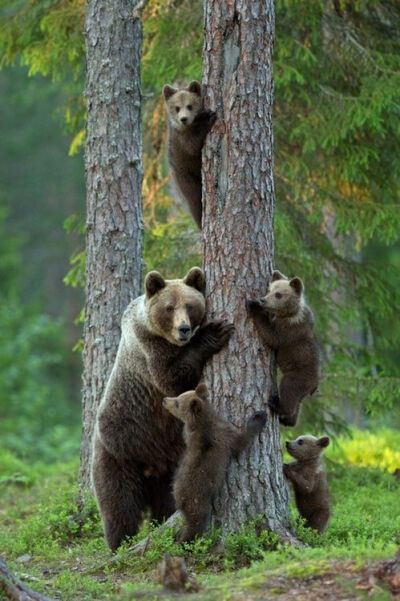 Bear Family by Lauri...