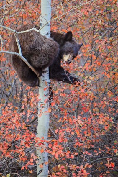 Bear-ly hanging on ...