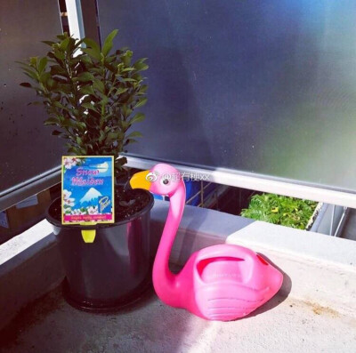 flamingo火烈鸟红鹤花洒 园丁水壶 ins拍照道具