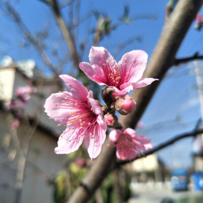 桃花