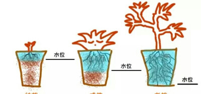 多肉植物株型大小的浇水水位