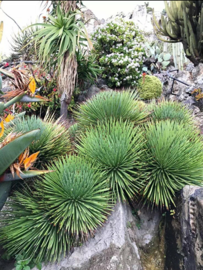 摩纳哥植物园 吹上 龙舌兰