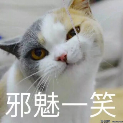 猫咪表情包