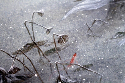 杉泽
【中国百鬼】南国·鲛人······晋·干宝《搜神记》卷十二：“南海之外，有鲛人，水居如鱼，不废织绩，其眼泣，则能出珠。”