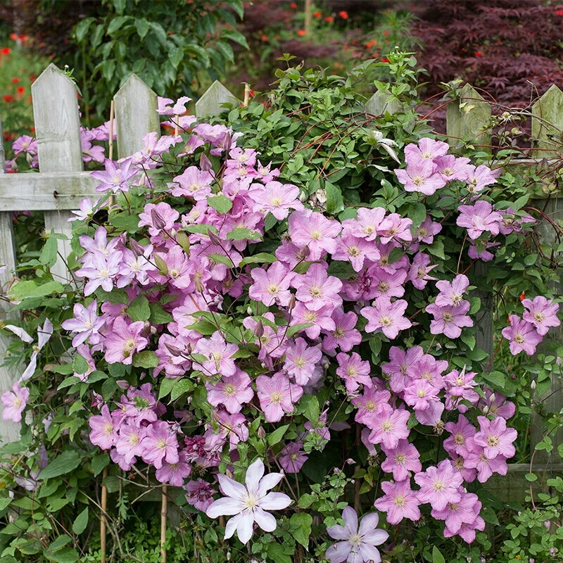 铁线莲伯爵夫人,一个上照但实物一般得品种.