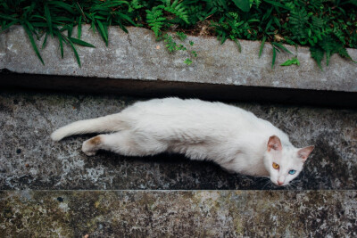 宿舍楼里的异瞳，名鸳鸯